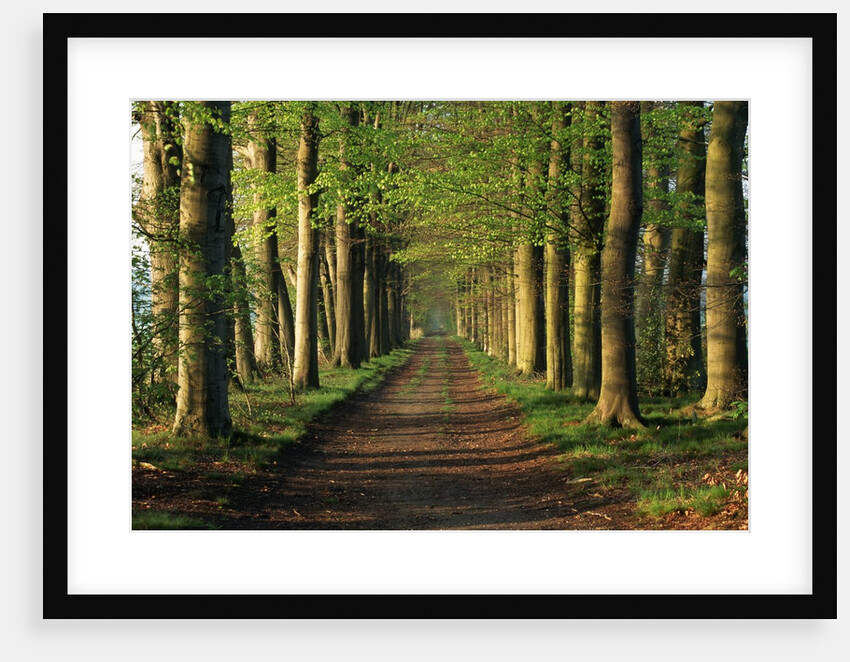 Tree-Lined Path by Anonymous