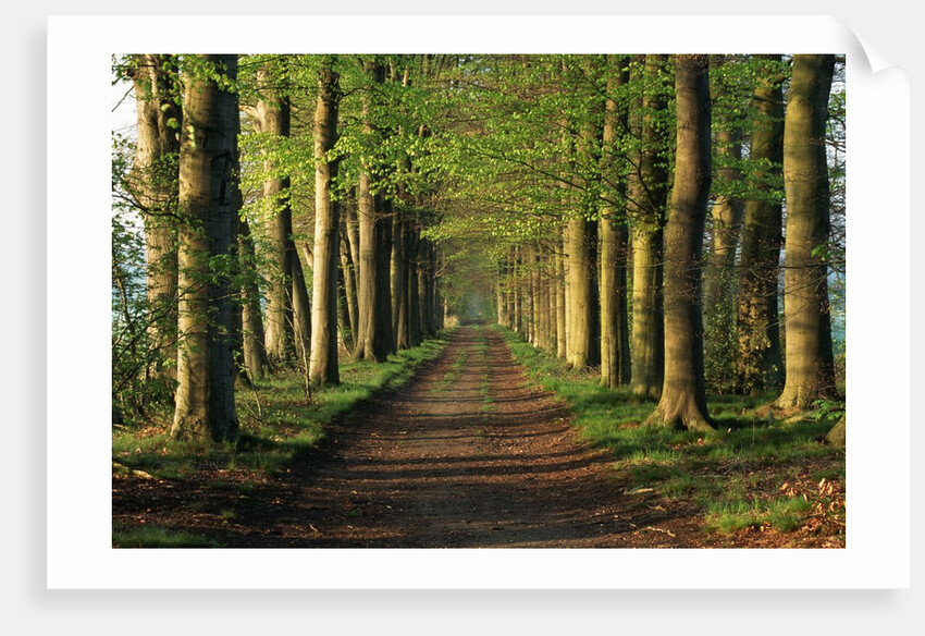 Tree-Lined Path by Anonymous
