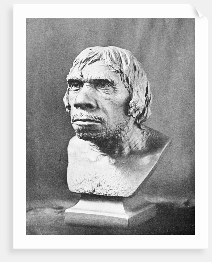 Bust of Prehistoric Man by Anonymous