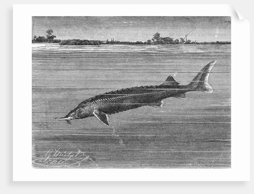 Sturgeon Fish Swimming Across from Island by Anonymous