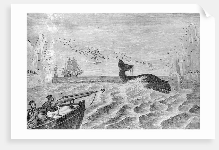 Man Whaling with Harpoon Gun by Anonymous