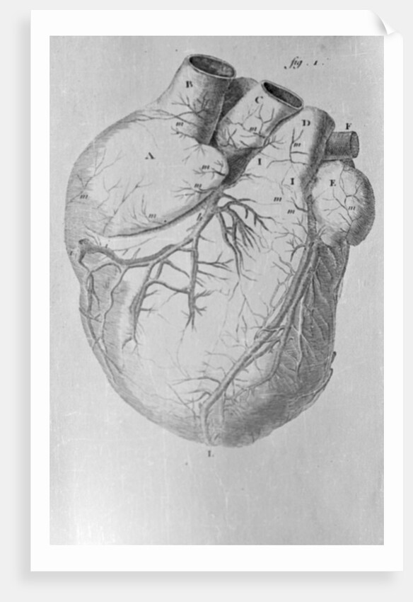 Illustration of Human Heart by Anonymous