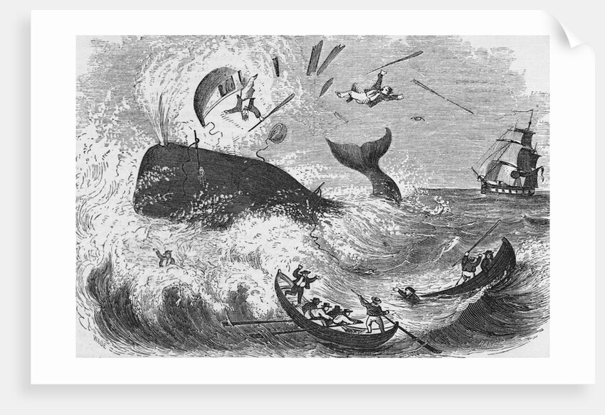 Whaling, The Flurry, Woodcut by Anonymous