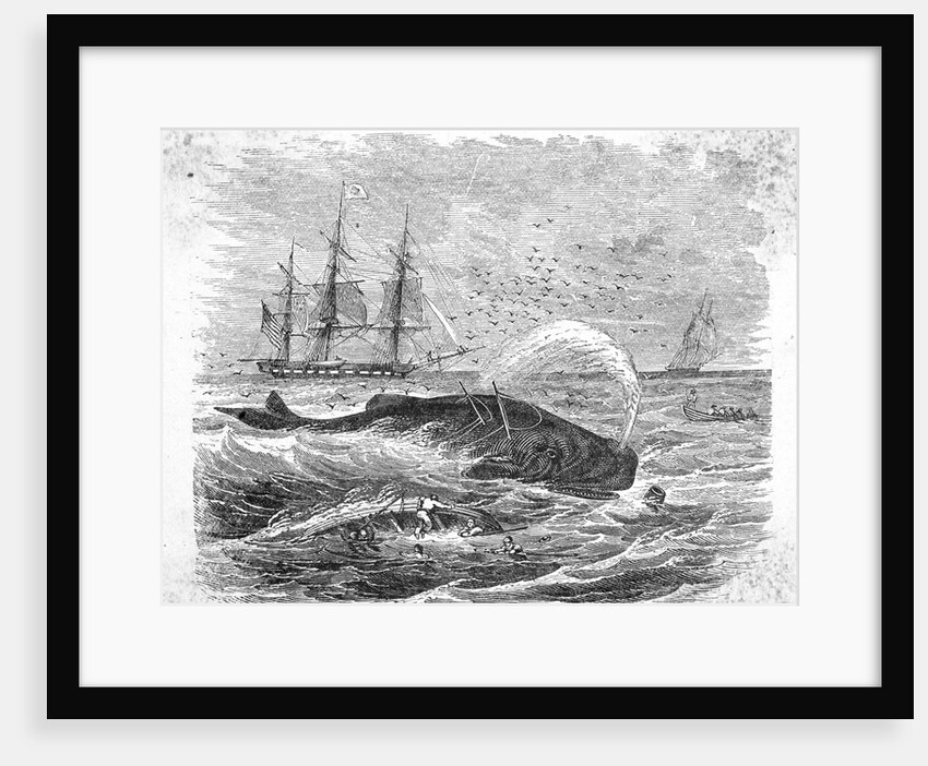 Whale Being Harpooned by Anonymous