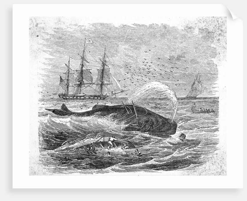 Whale Being Harpooned by Anonymous