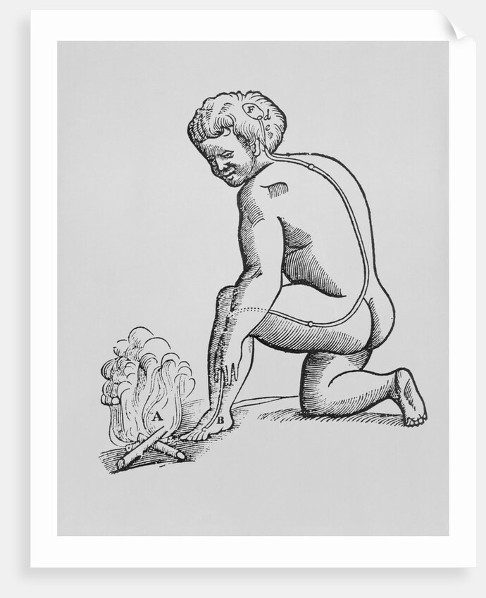 Illustration of Descartes' Theory of Nerves Transmitting Stimulus to the Brain by Anonymous