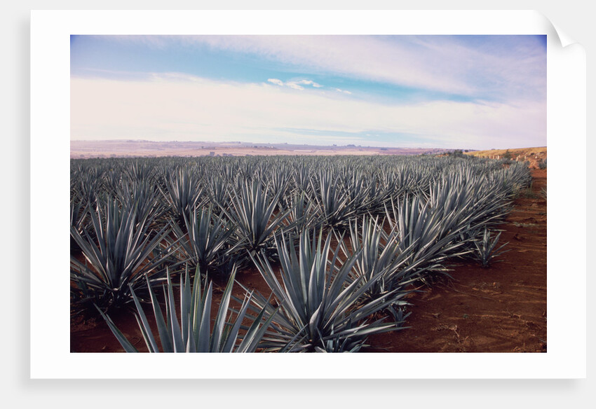 Rows of Mexican Agave by Anonymous