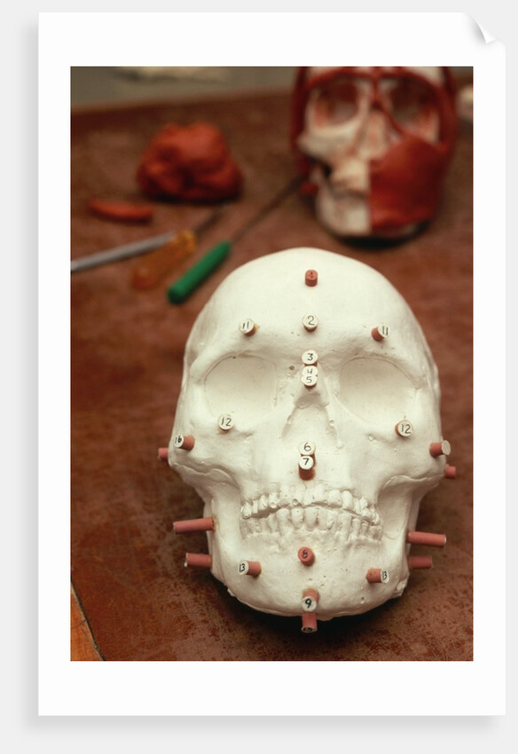 Anasazi Indian Skull Model by Anonymous