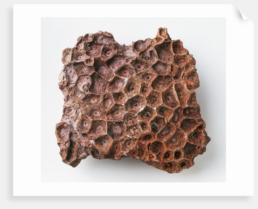 Actinocyathus: Weathered Colony Surface by Anonymous