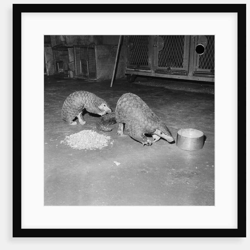 Trefflich's Anteaters by Anonymous