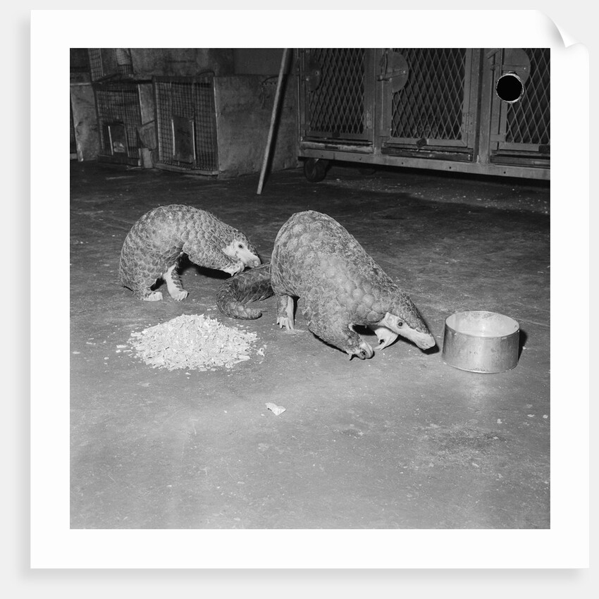 Trefflich's Anteaters by Anonymous