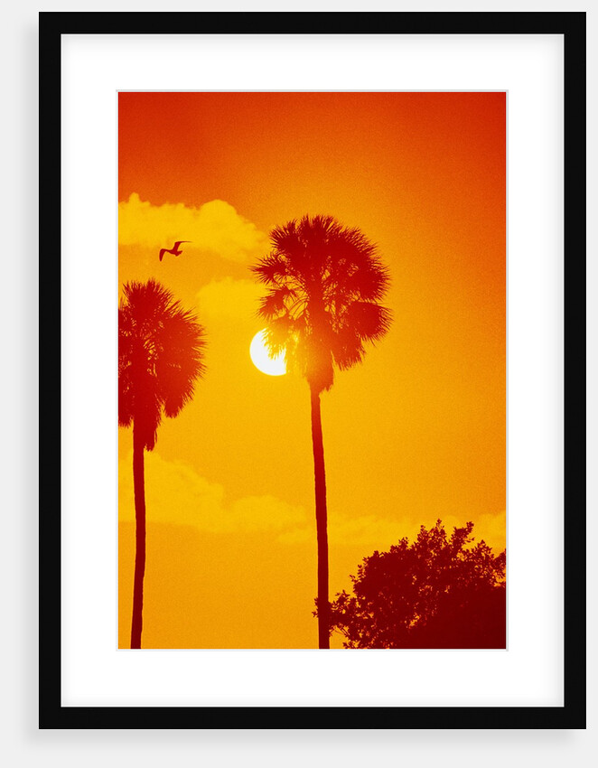 Orange Sunset and Silhouetted Palm Trees by Anonymous
