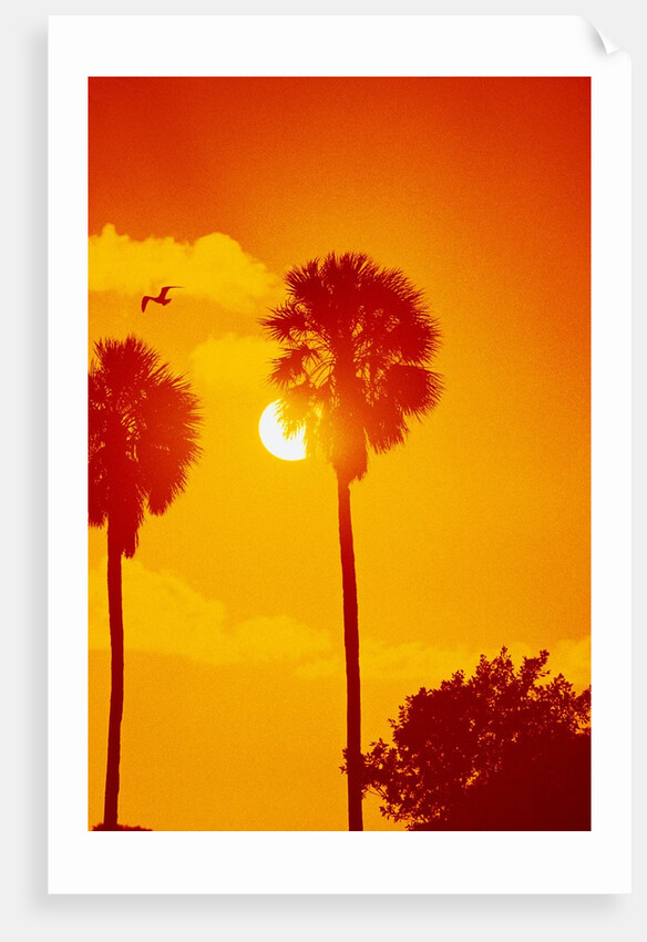 Orange Sunset and Silhouetted Palm Trees by Anonymous
