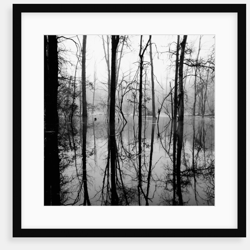 Reflection of Swamp by Anonymous