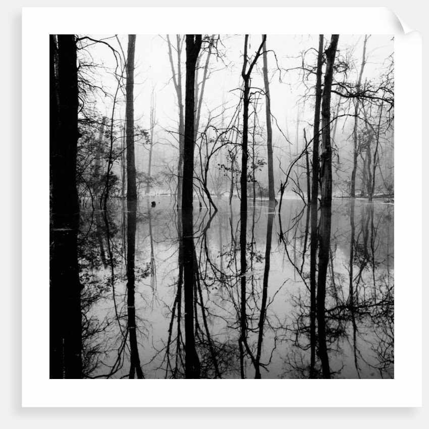 Reflection of Swamp by Anonymous