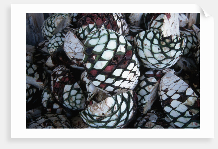 Pile of Tequila Agave Bulbs by Anonymous