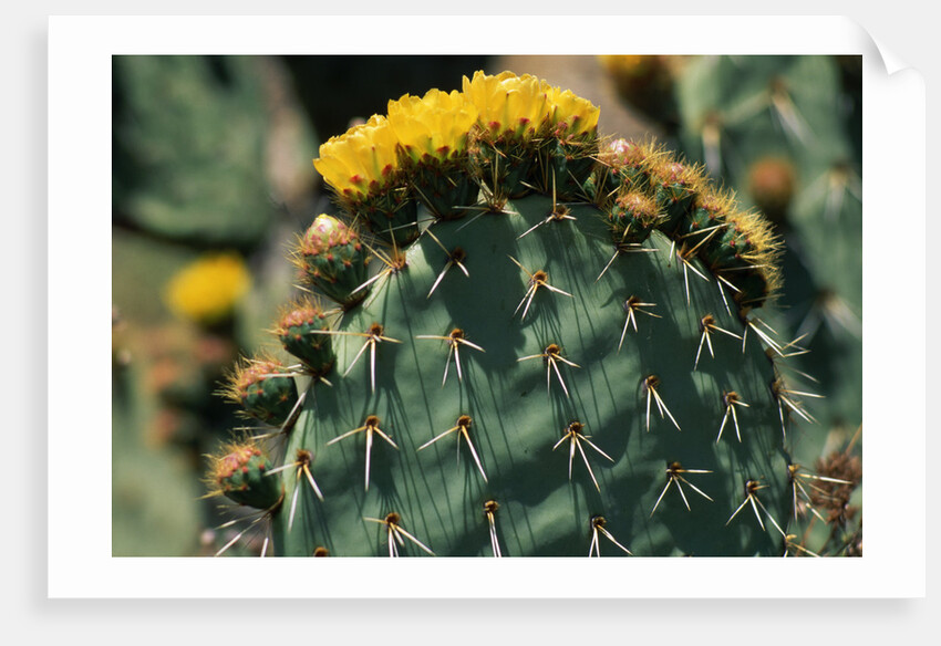 Flowering Nopal Cacti by Anonymous