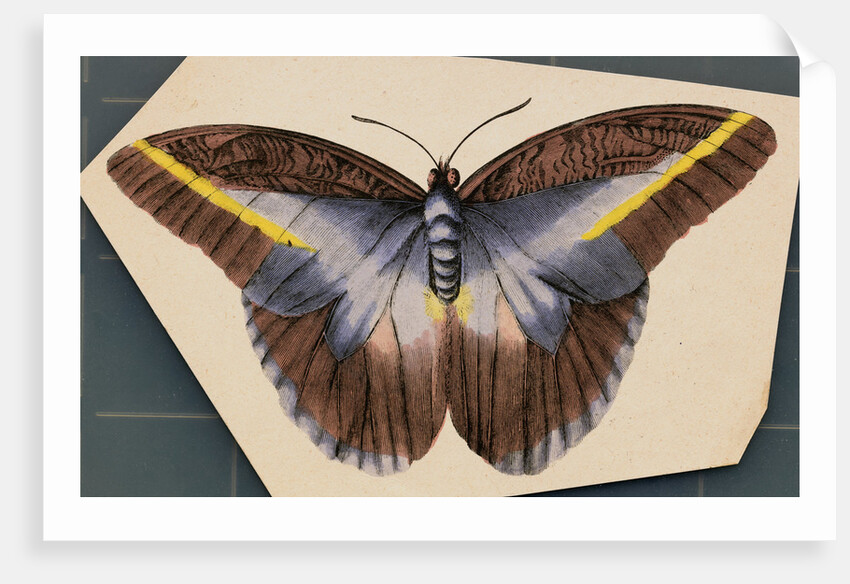 Colorful Butterfly by Anonymous