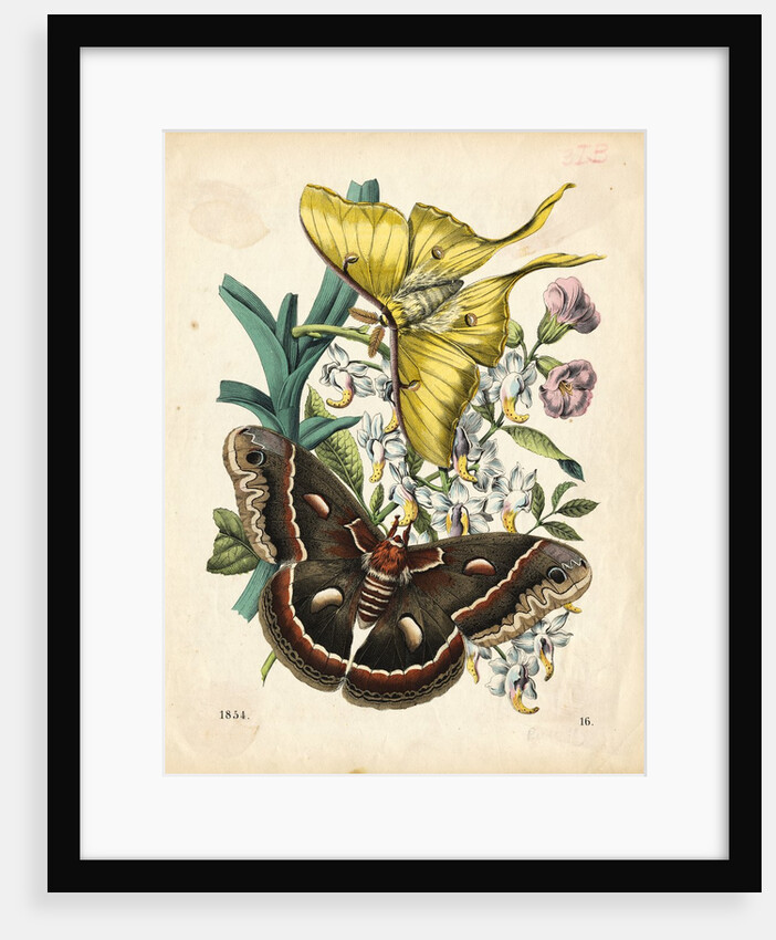 Butterflies by Anonymous