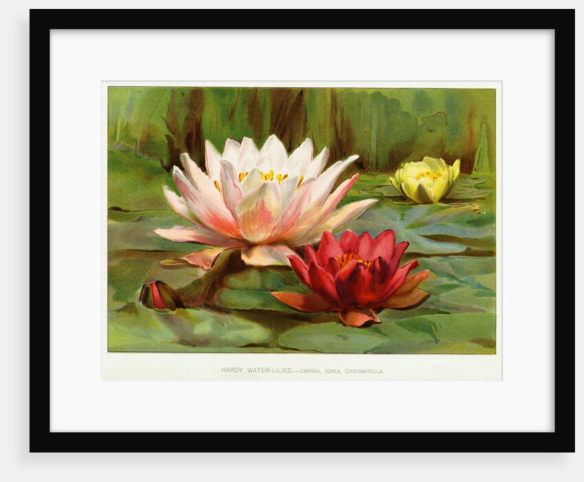 Hardy Water-Lilies by Anonymous