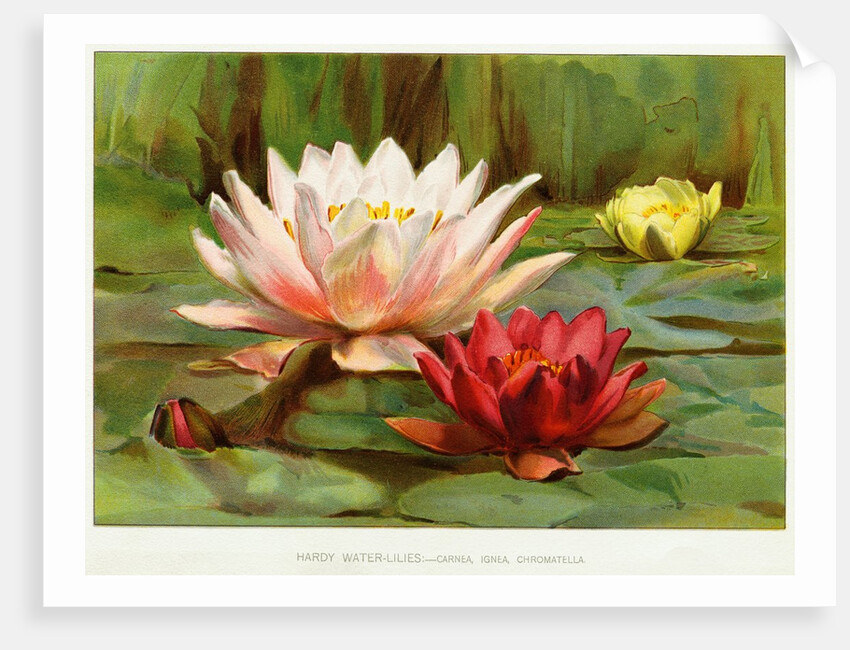 Hardy Water-Lilies by Anonymous