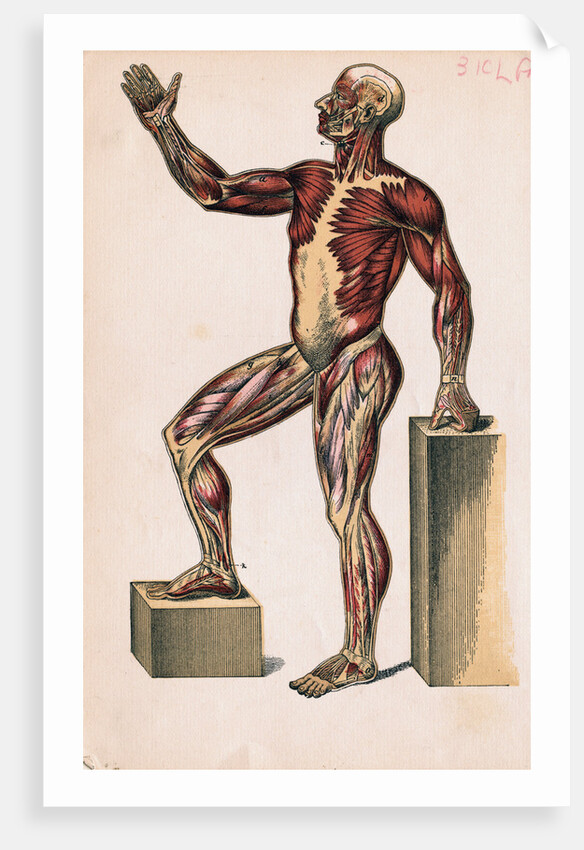 Profile of Medical Diagram on Man's Body by Anonymous