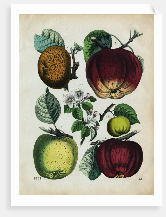 Different Types of Apples by Anonymous