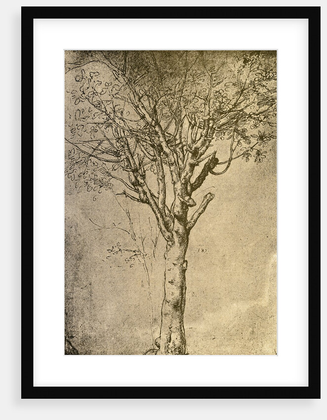 Drawing of a Tree by Leonardo da Vinci