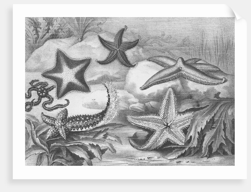 Illustrations of Star Fish by Anonymous