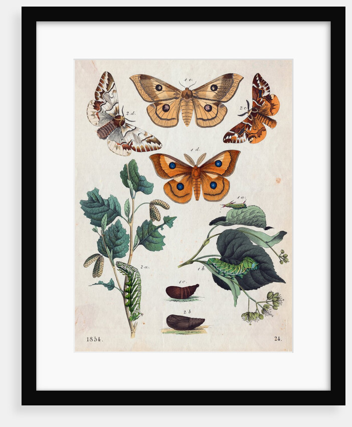 Stages of Butterfly Change by Anonymous