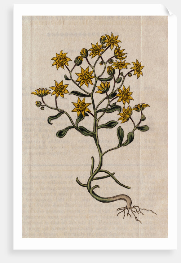 Hairy Houseleek Plant by Anonymous