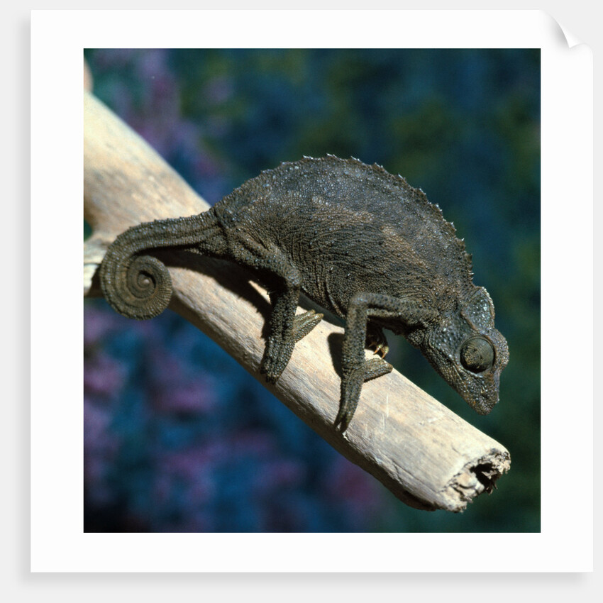 Crested Chameleon by Anonymous