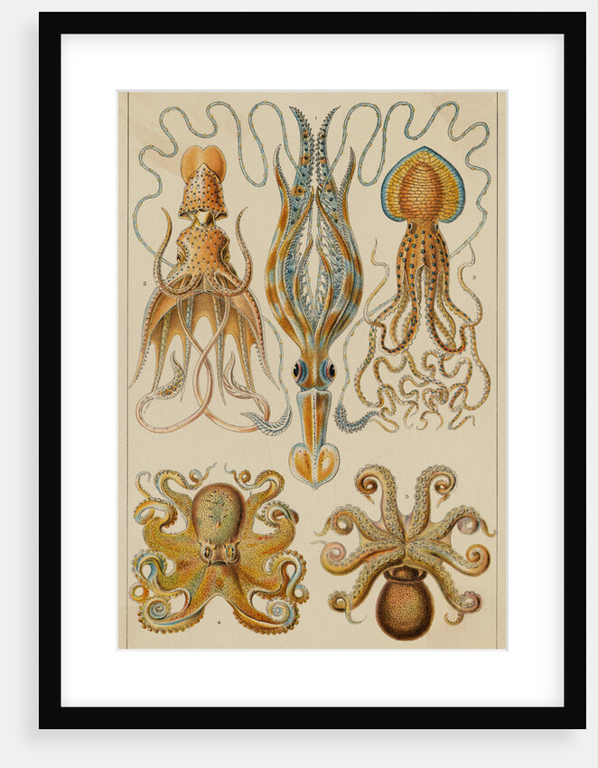 Octopods and Decapods by Anonymous