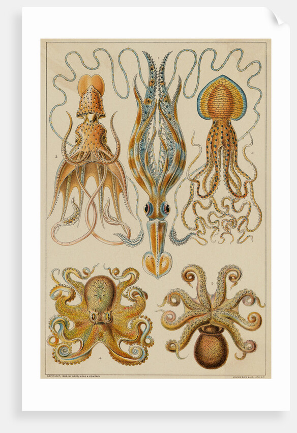 Octopods and Decapods by Anonymous