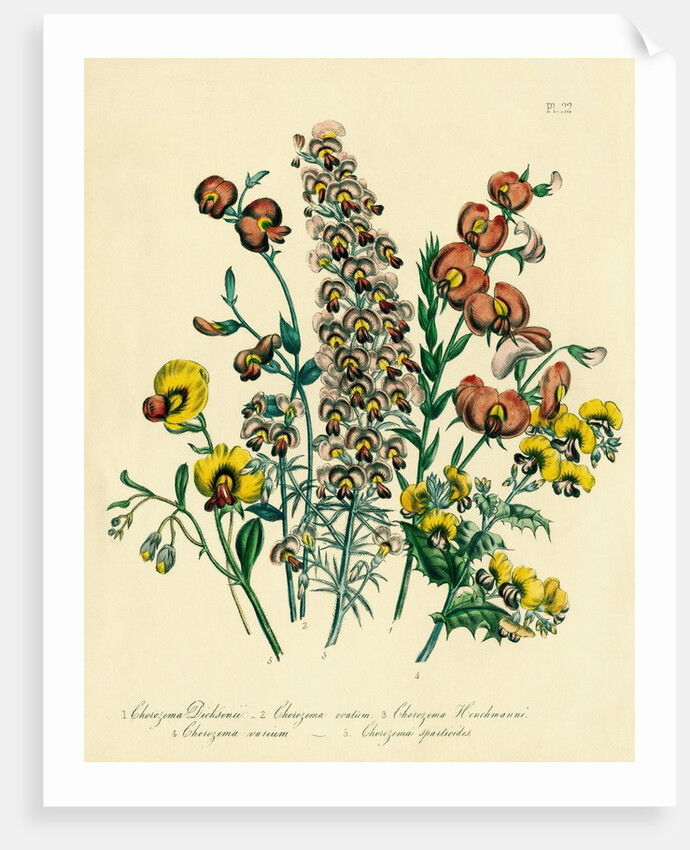 Illustration of Colorful Flowers by Anonymous