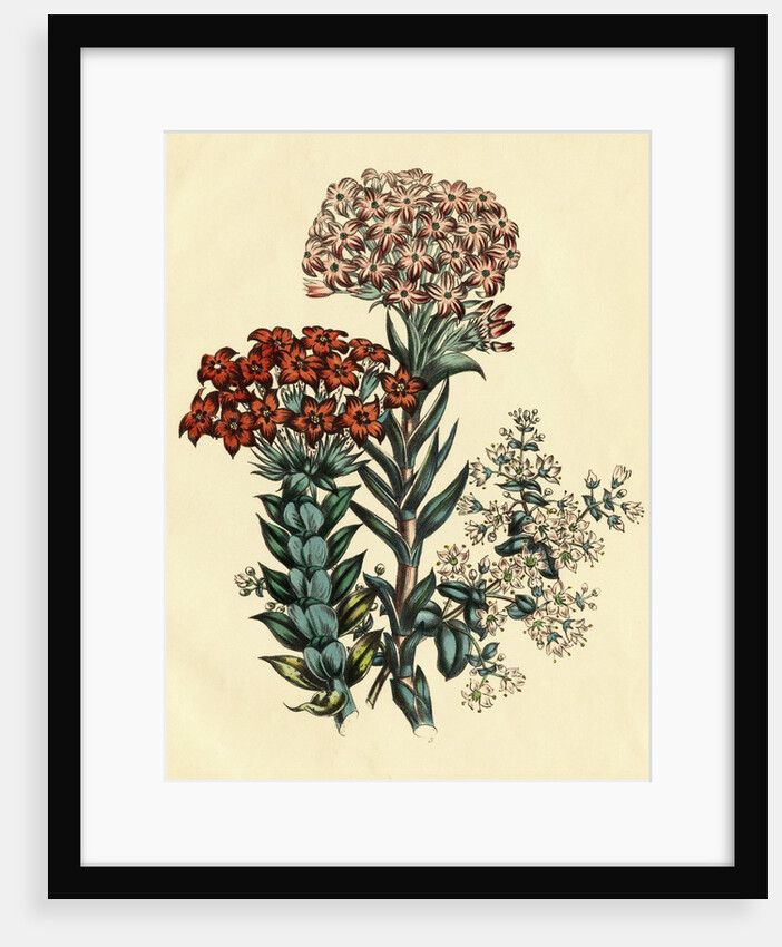 Illustration of Leafy and Colorful Flowers by Anonymous