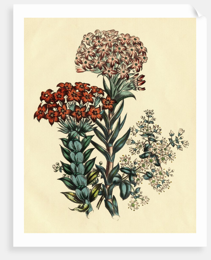 Illustration of Leafy and Colorful Flowers by Anonymous