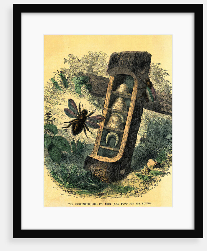 Carpenter Bee with Nest and Food for Its Young by Anonymous
