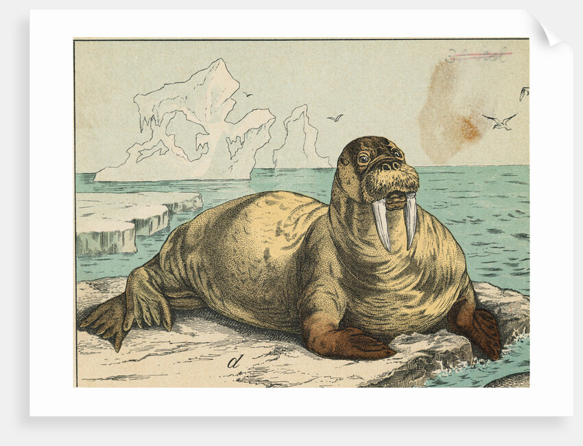 Tusked Walrus Basking on Ice by Anonymous