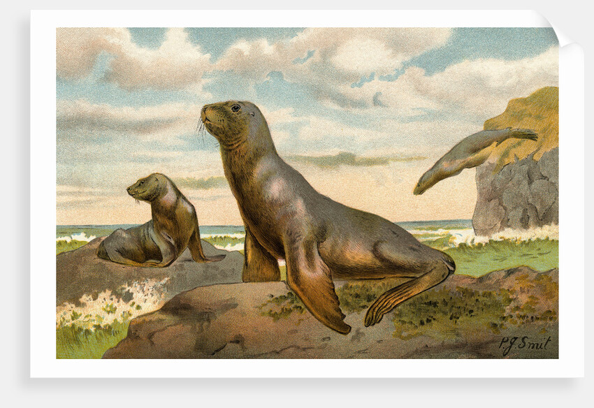 Sea Lions Playing on Shore by Anonymous
