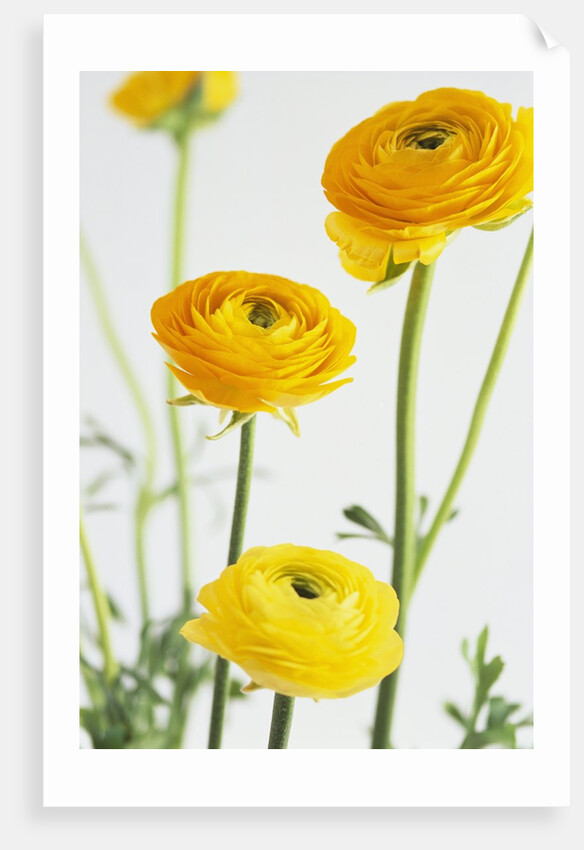 Yellow Ranunculus by Anonymous