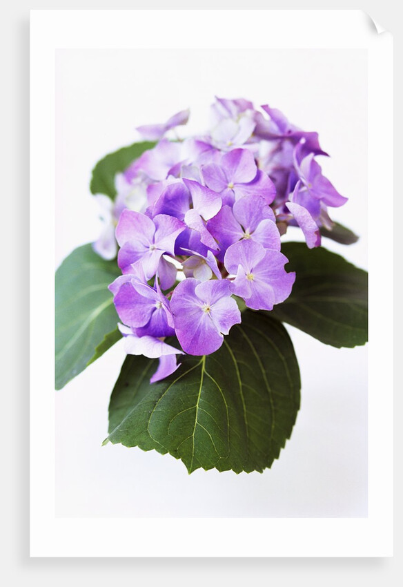 Cluster of Purple Hydrangea Flowers by Anonymous