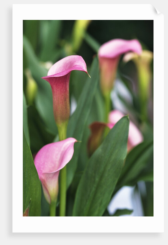 Pink Calla Lily Flowers by Anonymous