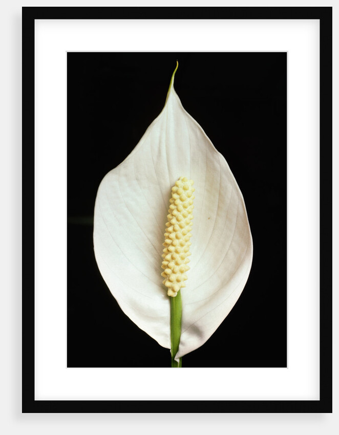 Spathe and Flower of Spathiphyllum 'Mauna Loa' by Anonymous