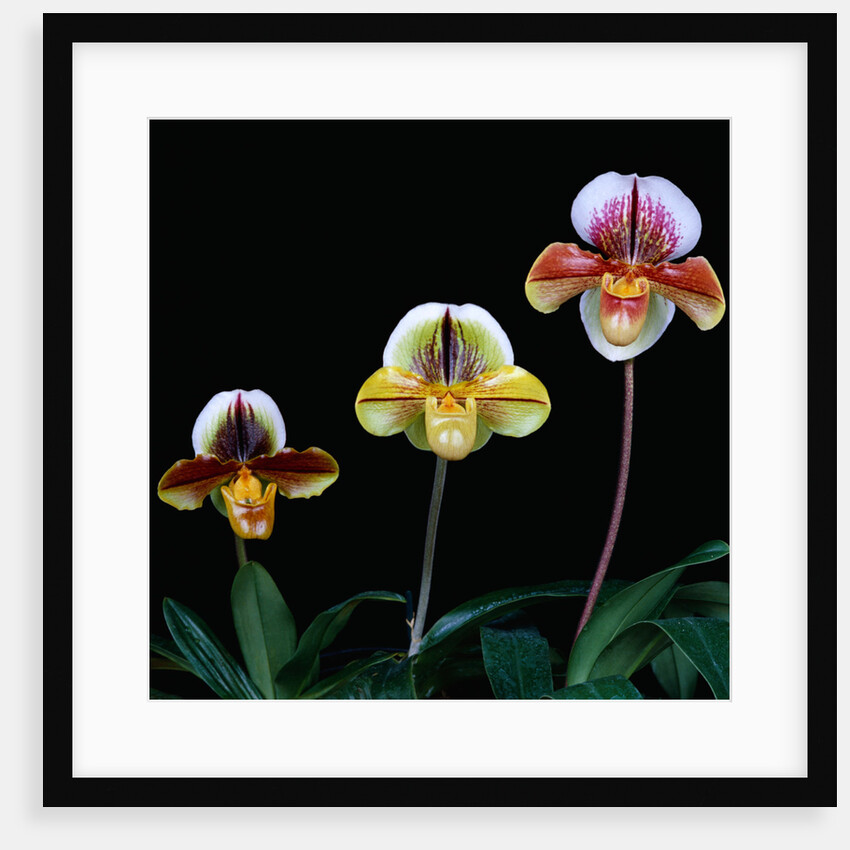 Three Paphiopedilum Orchids by Anonymous