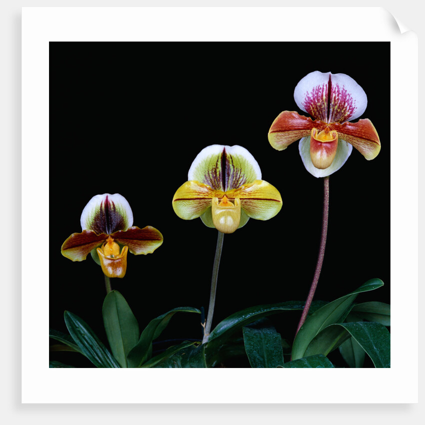 Three Paphiopedilum Orchids by Anonymous