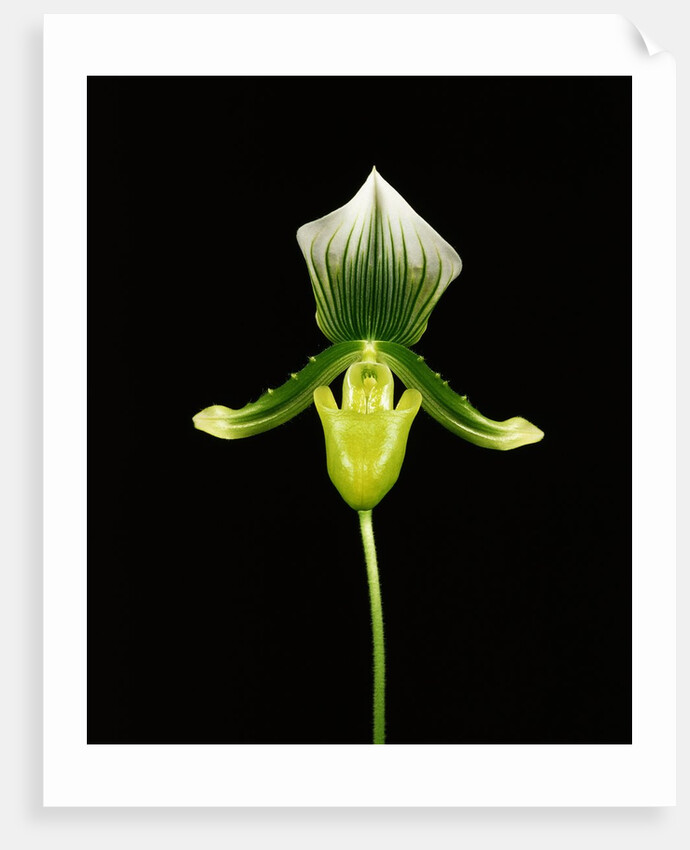 Cross-Section of a Yellow Lady's-Slipper by Anonymous