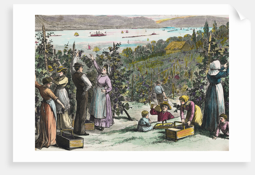 Farmers Picking Grapes on River's Edge by Anonymous