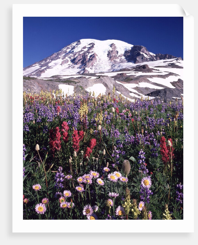 Flowers before Mount Rainier by Anonymous