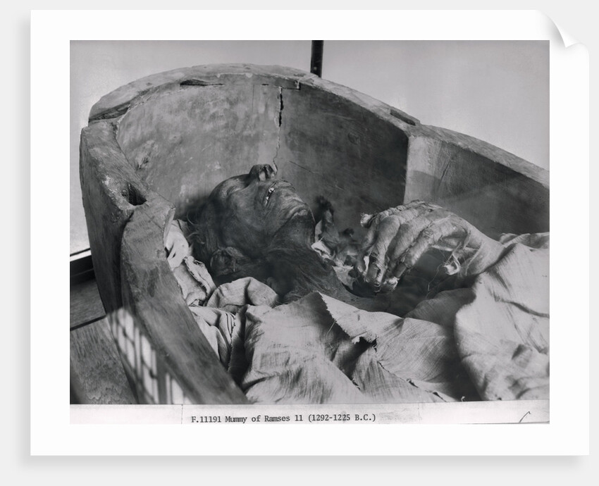 Mummy of Ramses II King of 19th Dynasty of Egypt by Anonymous